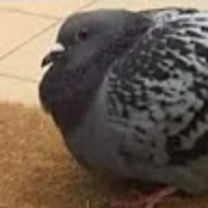 Meet your Posher, Grace